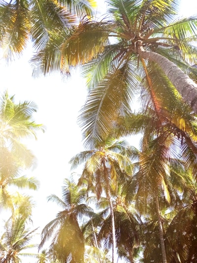 低角度的椰子树
